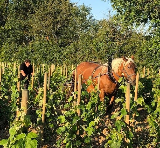 Pin'eau de Loire 2022
