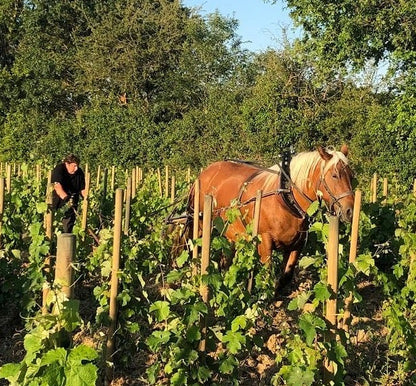Pin'eau de Loire 2022